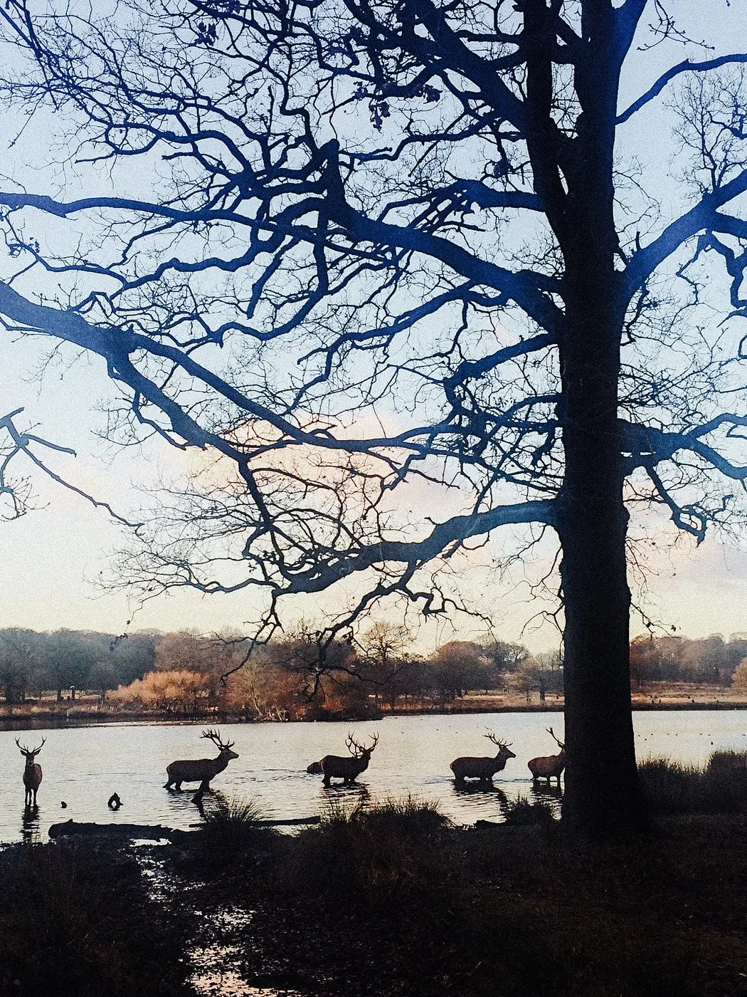dovile b richmond park engagement proposal idea