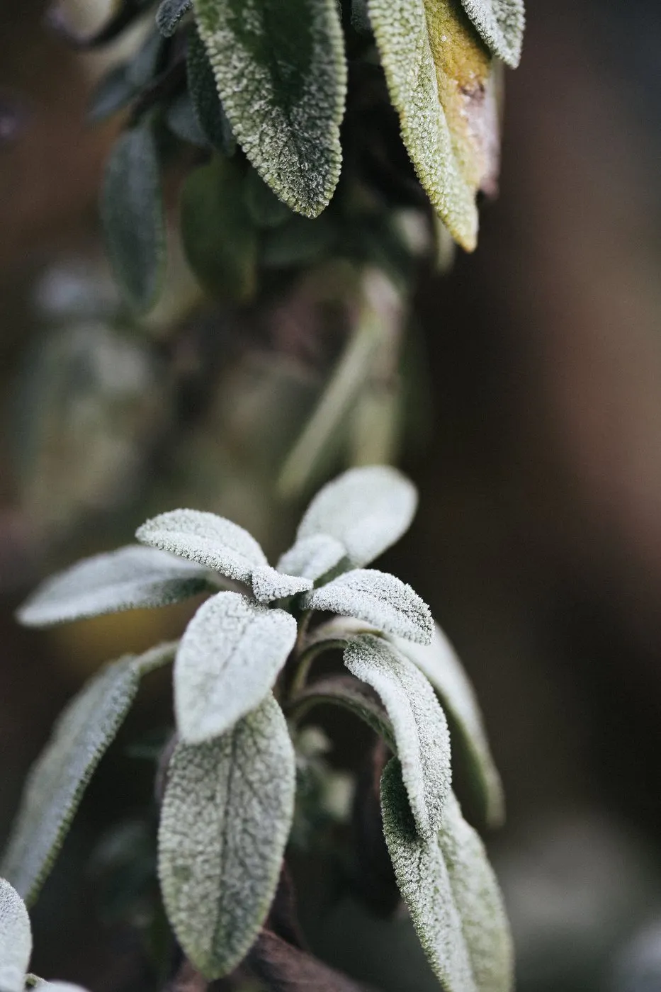 Dovile Bertulyte Unique Jewellery Inspiration frosted leaves nature