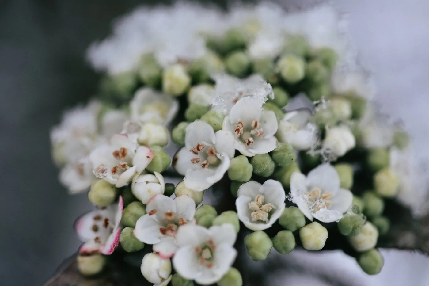 dovile_bertulyte_fine_jewellery_inspiration_snow8