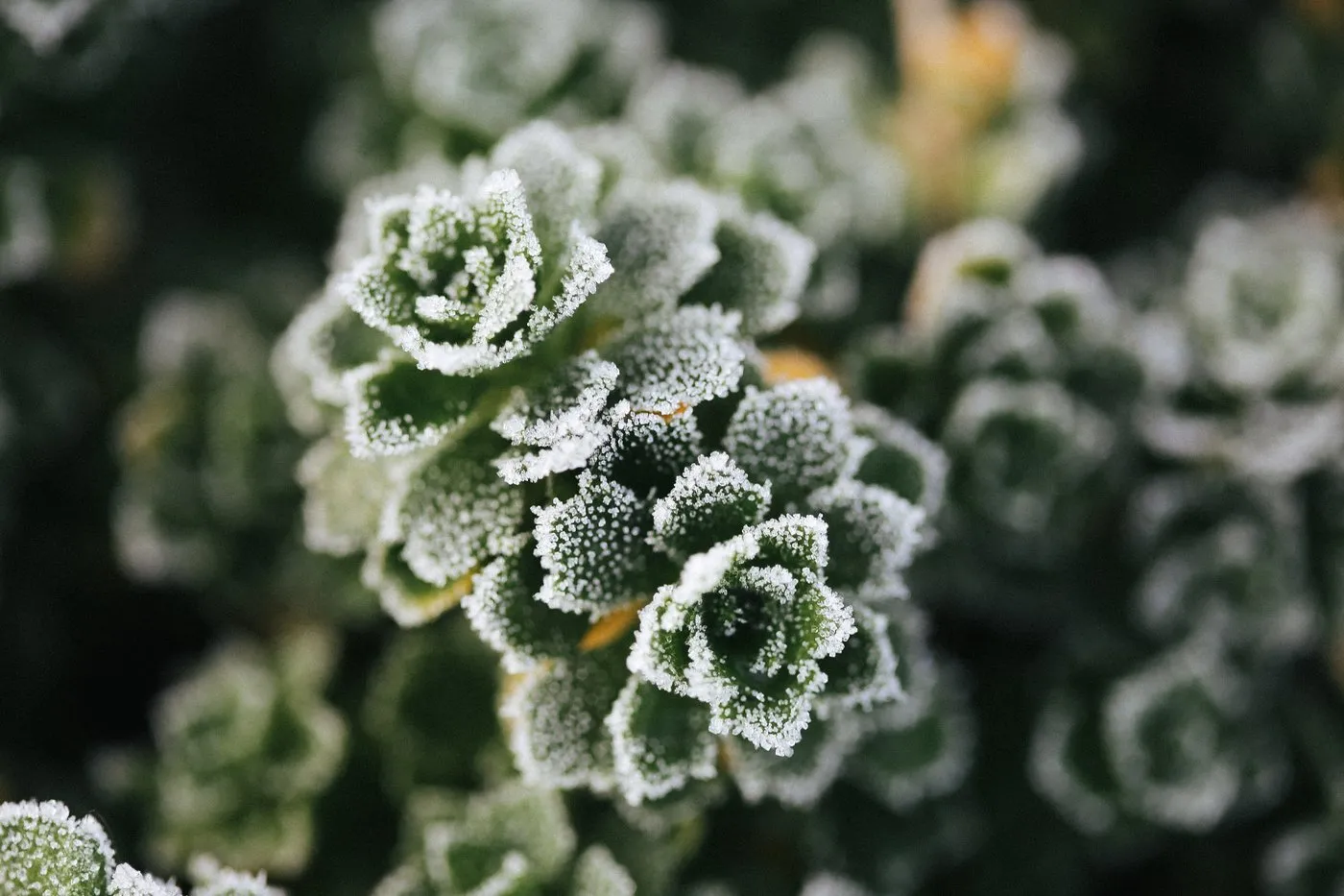 Dovile Bertulyte Unique Jewellery Inspiration frosted leaves nature