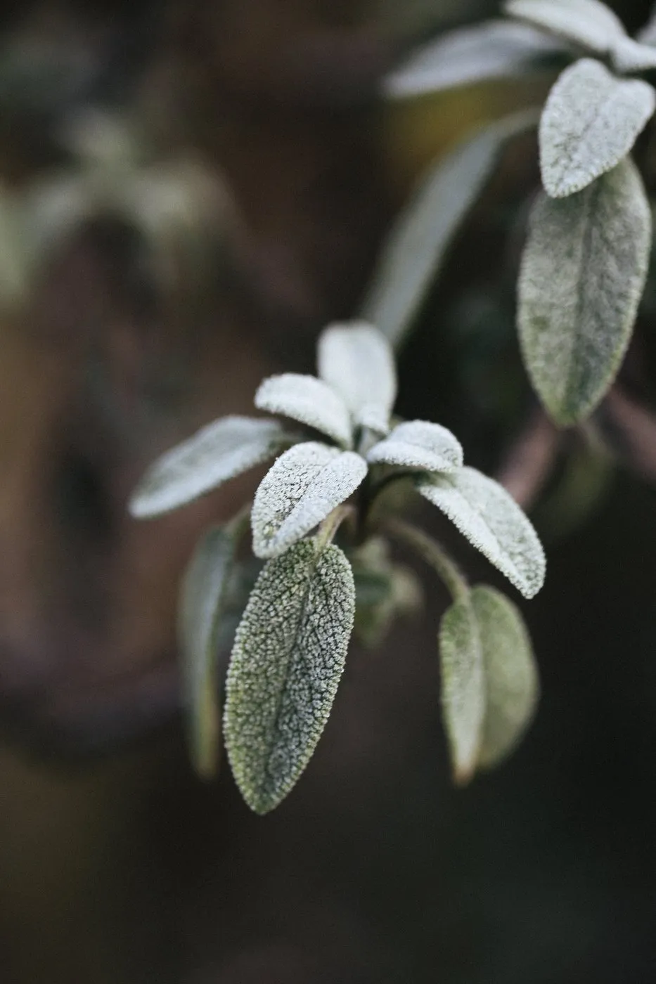 Dovile Bertulyte Unique Jewellery Inspiration frosted leaves nature
