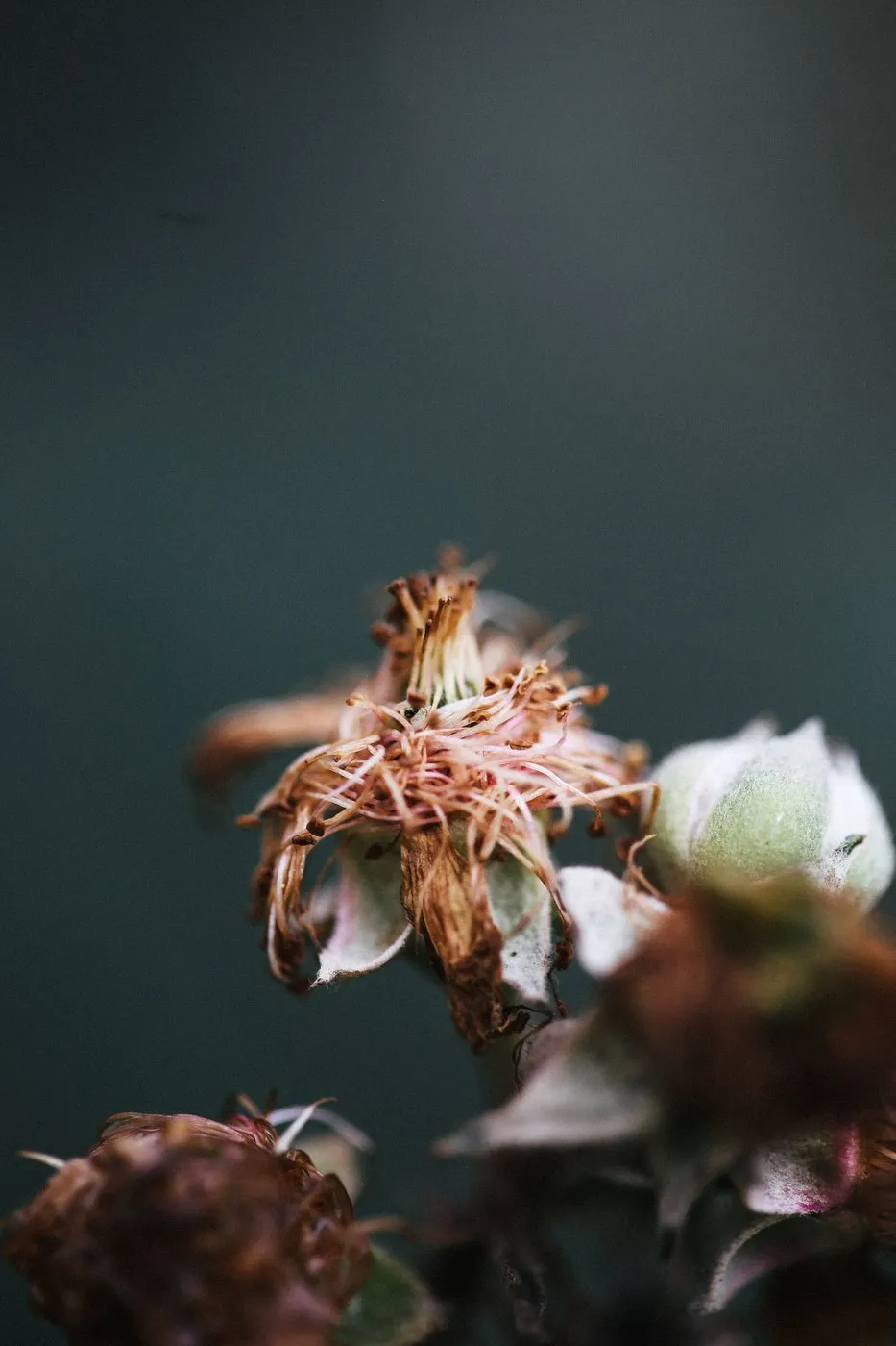 dovile bertulyte contemporary fine jewellery macro photography nature inspiration