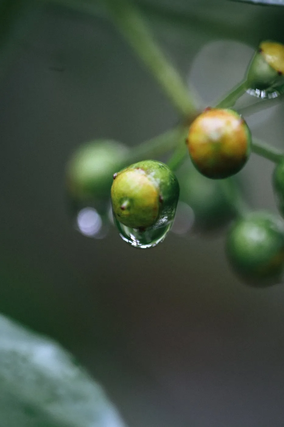 dovile bertulyte contemporary fine jewellery macro photography nature inspiration