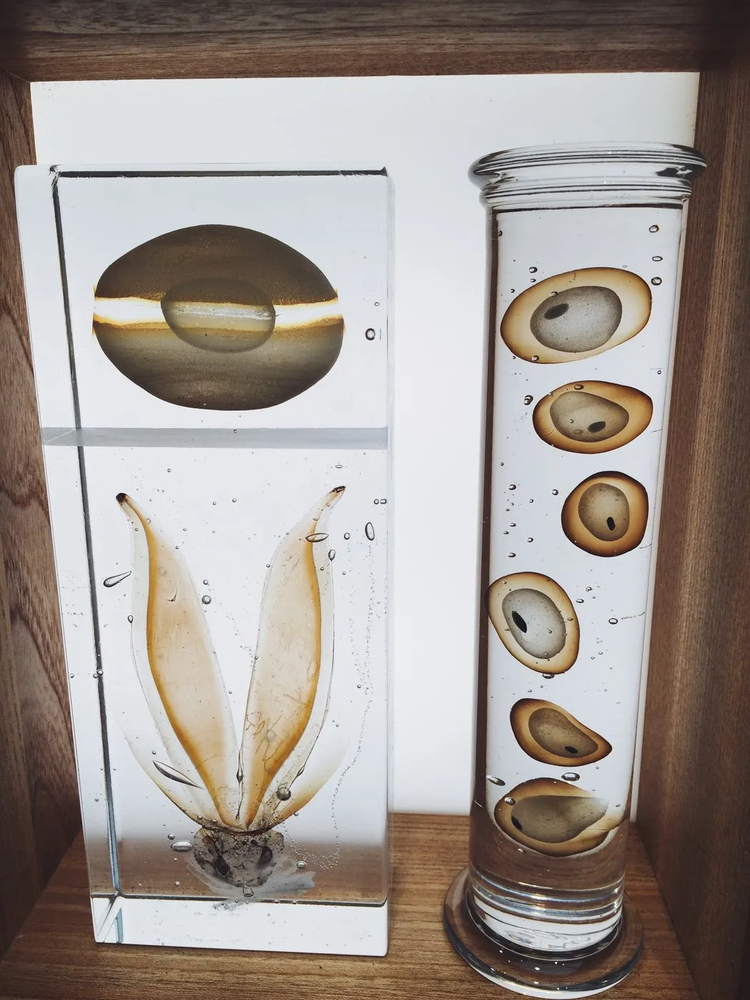 Collect Saatchi Inspiration Steffen Dam Specimen Cabinet