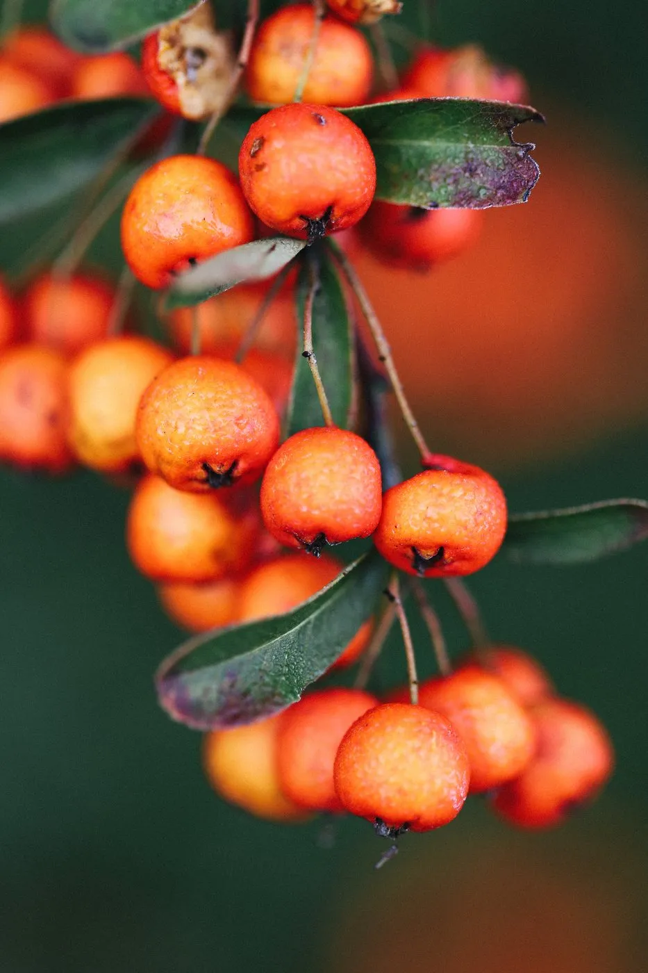 Dovile bertulyte unique jewellery inspiration red berries