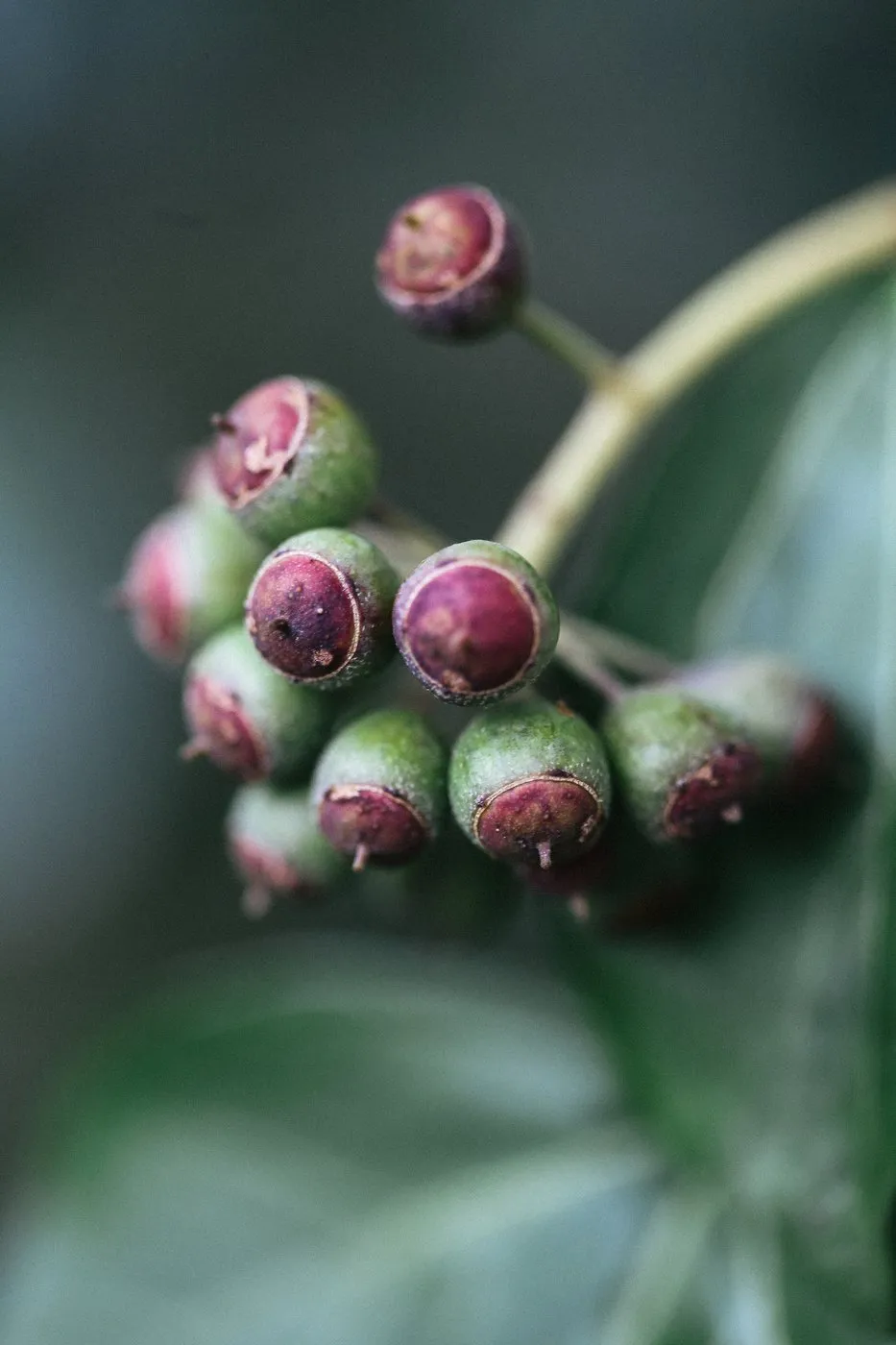 dovile bertulyte contemporary fine jewellery macro photography nature inspiration