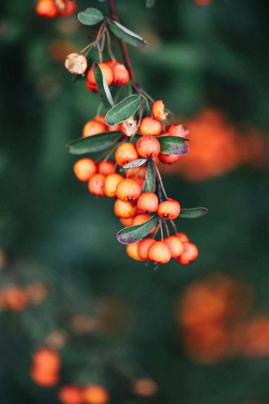 Dovile bertulyte unique jewellery inspiration red berries