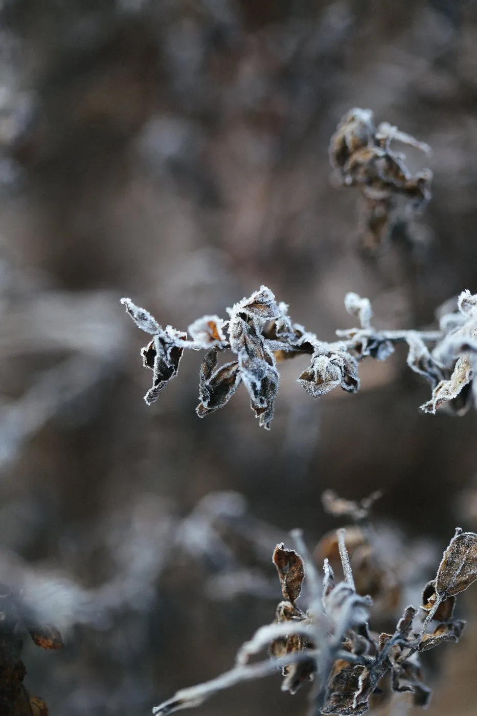 Dovile Bertulyte Unique Jewellery Inspiration frosted dried leaves