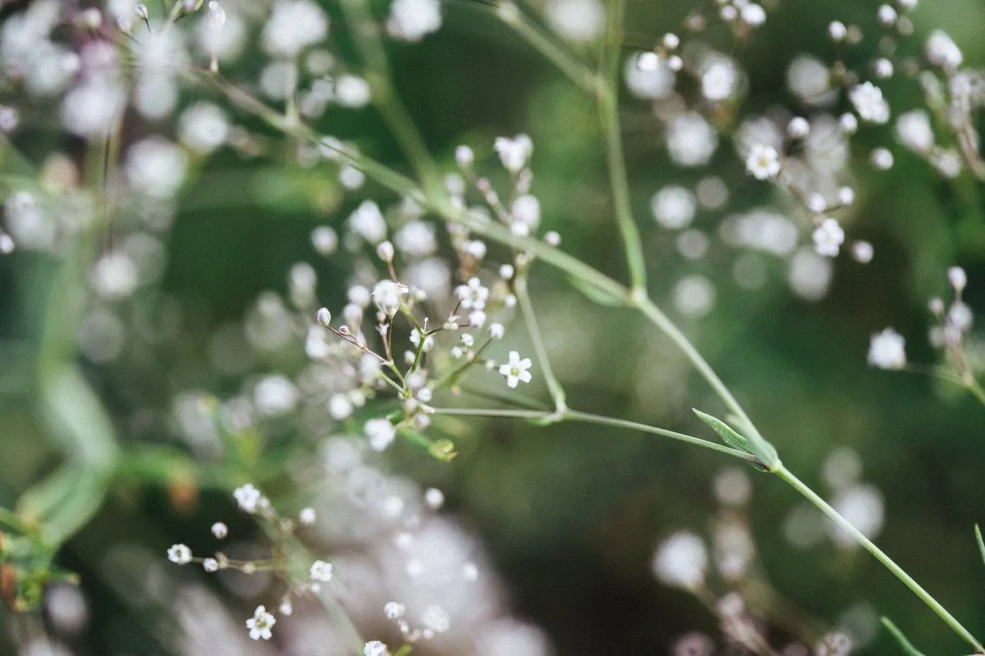 Dovile Bertulyte Monciskes Lithuania Seaside Photography Flower Close up