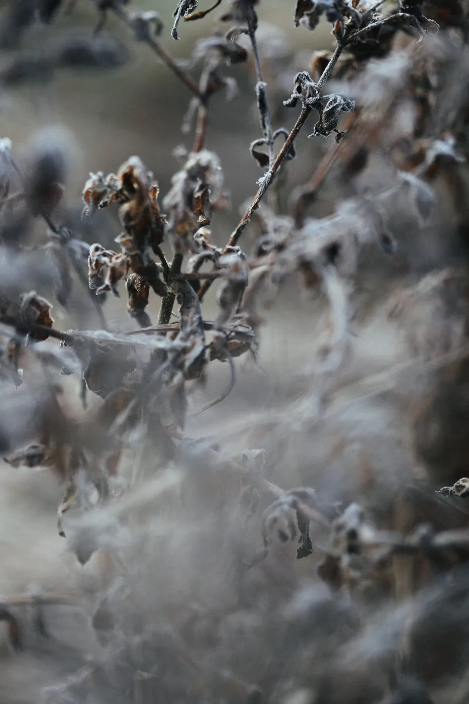 Dovile Bertulyte Unique Jewellery Inspiration frosted dried leaves