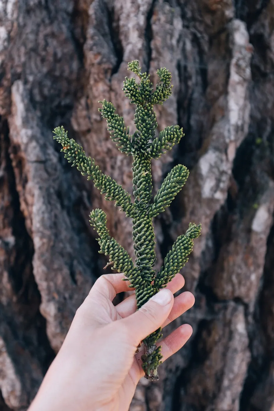 Dovilė Bertulytė Yosemite hike