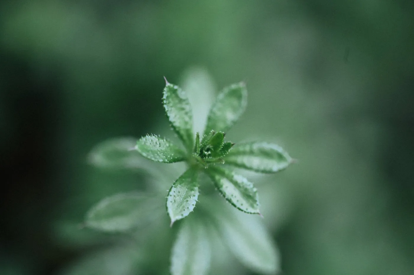 dovile bertulyte contemporary fine jewellery macro photography nature inspiration