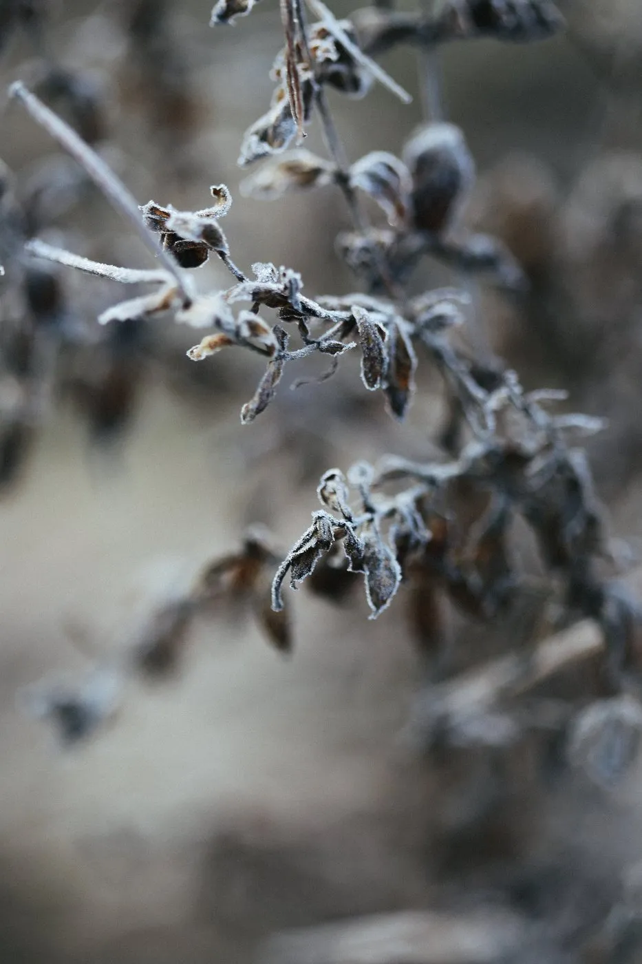 Dovile Bertulyte Unique Jewellery Inspiration frosted dried leaves