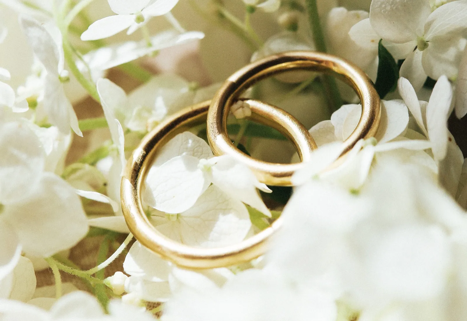 Two plain round gold wedding bands resting among white hydrangea flowers