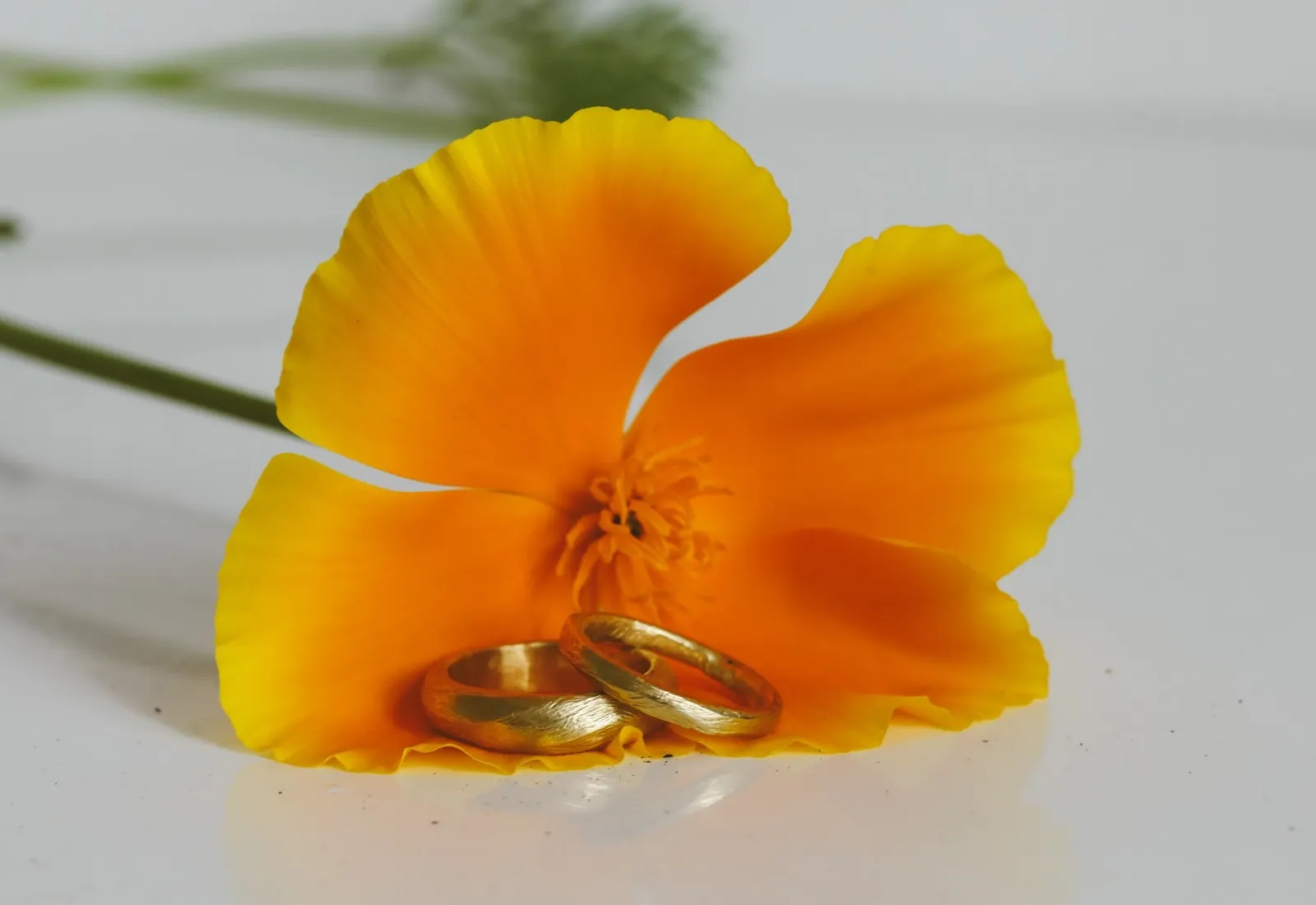 Two brushed-texture gold wedding bands resting against a bright orange poppy